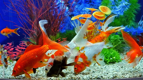 Slow Motion Of Goldfish Eating Fish Food And Swimming In Freshwater Aquarium