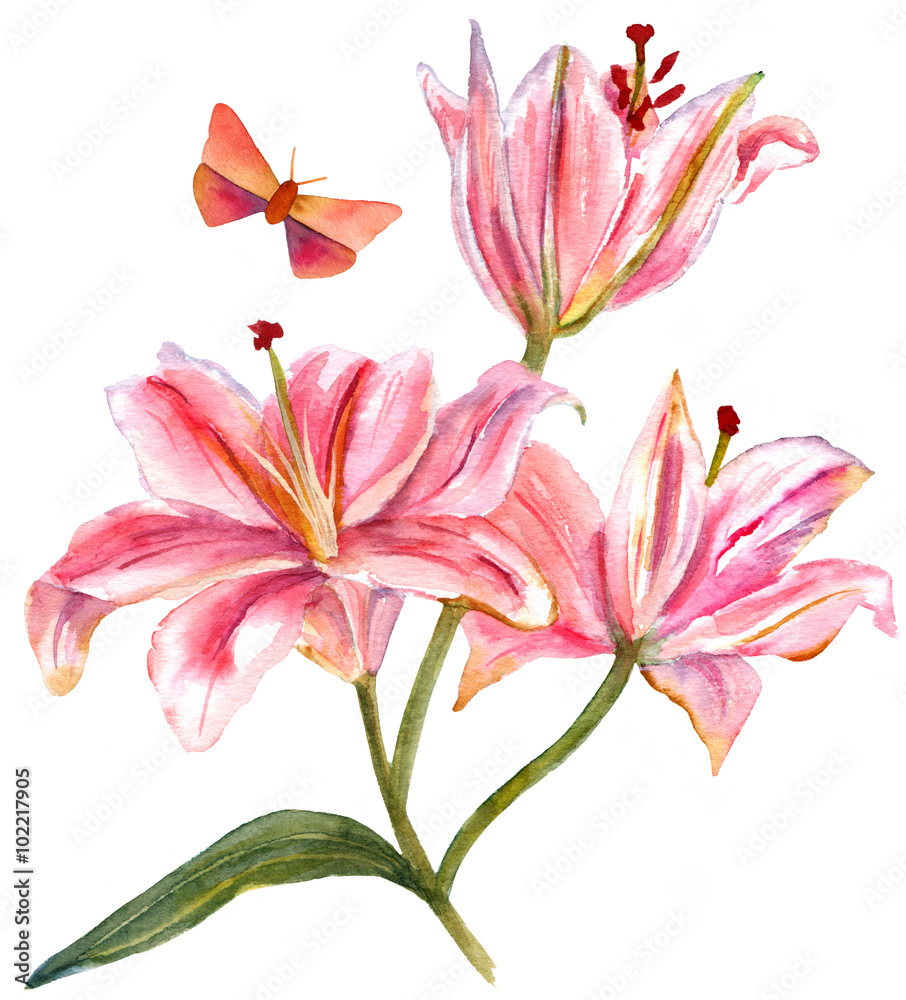 Watercolor drawing of lilies bouquet with butterfly, on white backround
