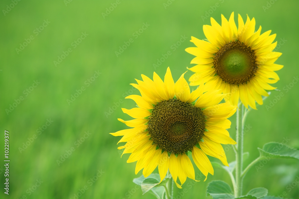 Fototapeta premium sunflower with green background.