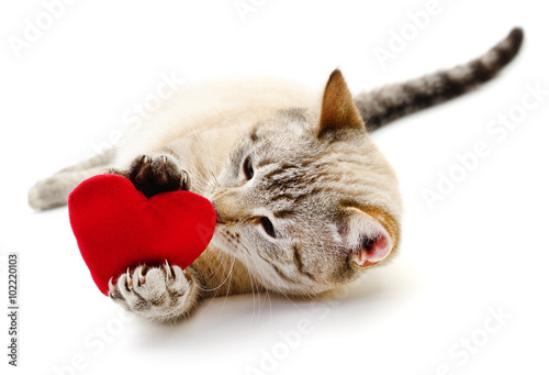 Cat with red heart.