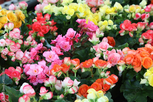 begonia flower. photo