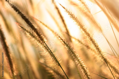 golden reed at sunset.