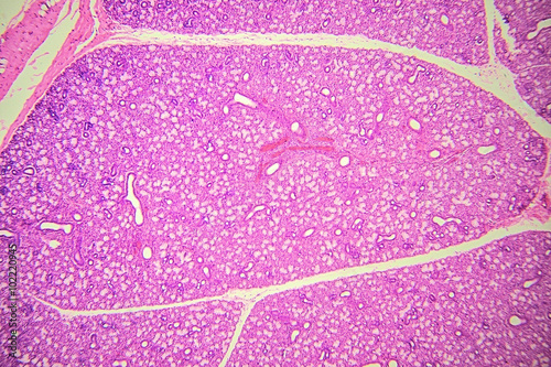 Human salivary gland - microscopic image photo