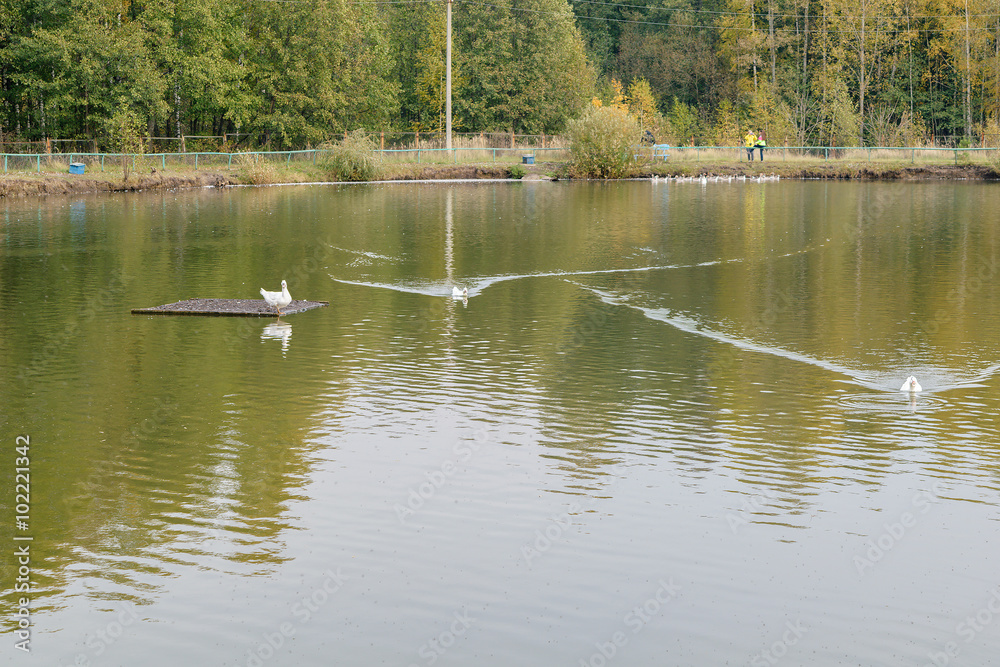 Mute swan swimming in a pond near the forest