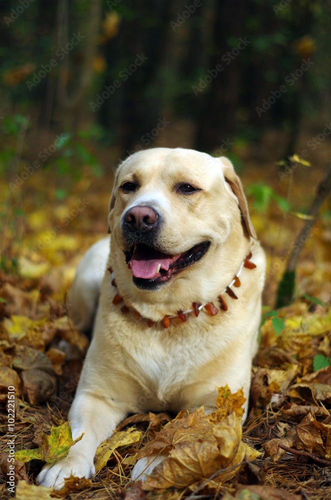 Friendly labrador retriever during dogs training sitting and looking . Autumn time and park scene Friendly labrador retriever during dogs training sitting and looking . Autumn time and park scene