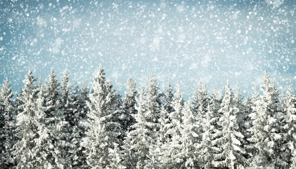 Winter background with forest and snow Winter background with forest and snow
