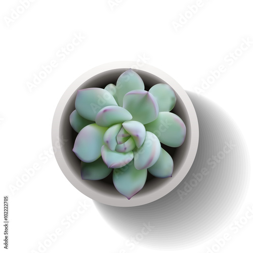 echeveria succulent vector2