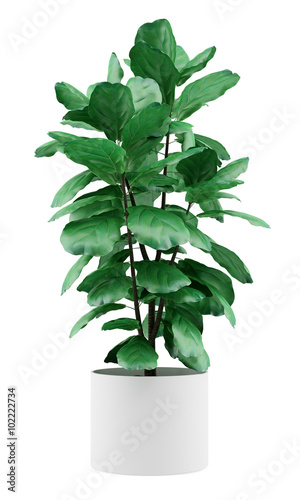 potted ficus plant isolated on white background photo