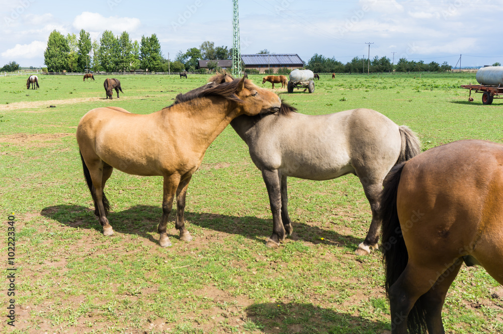 Fototapeta premium horses. farm animals on meadow