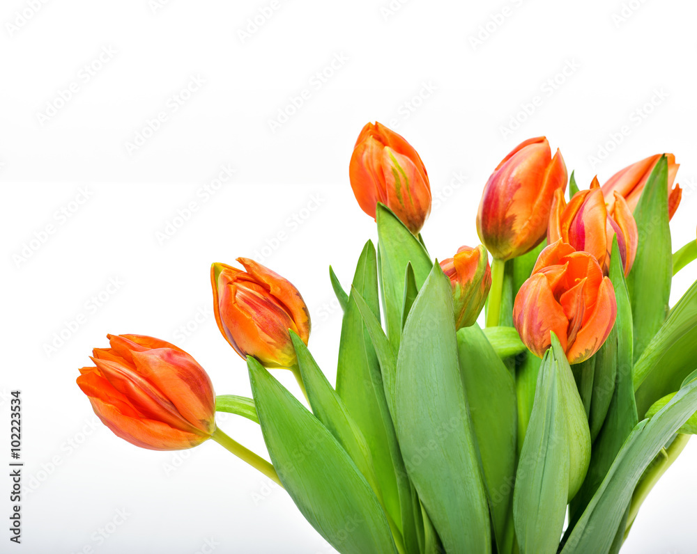 Obraz premium Spring Tulip Flowers over white. Tulips bunch.