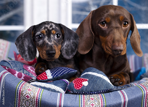 dachshund chocolate dog and puppy marble Harlequin photo