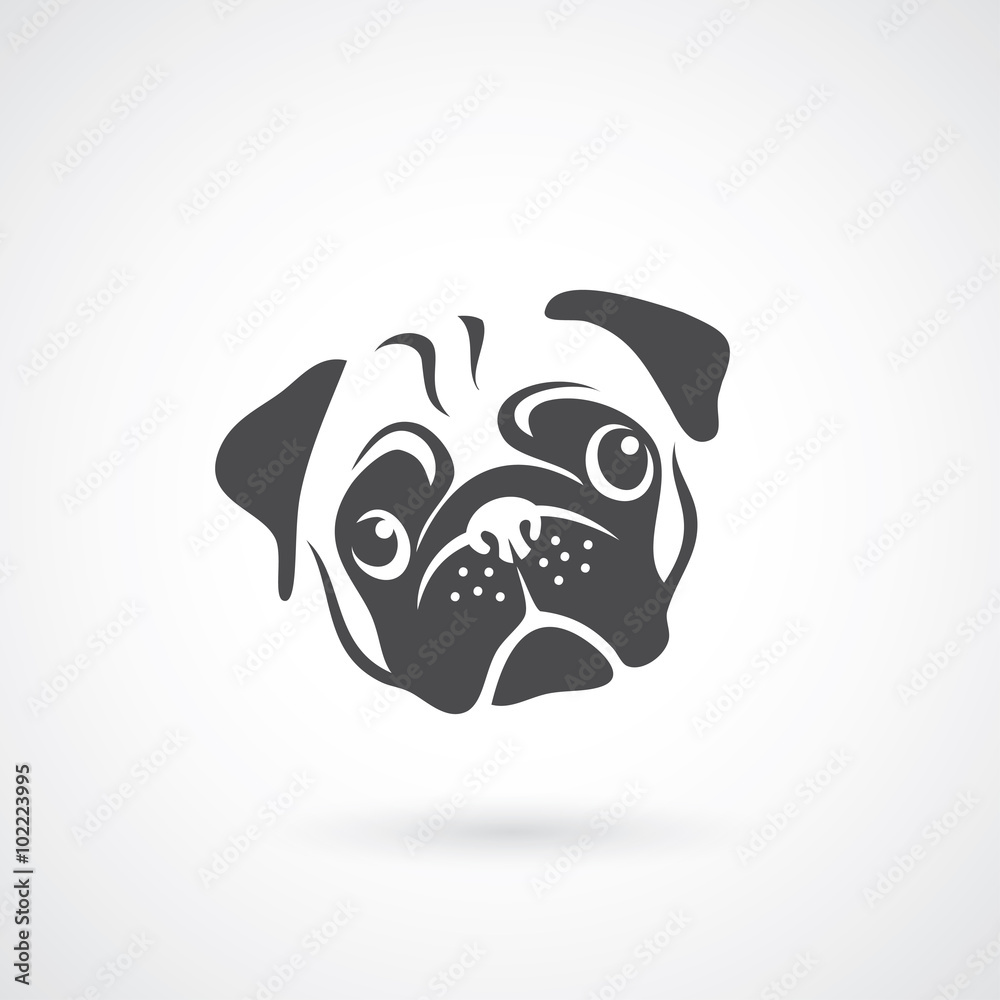 Pug dog face Pug dog face