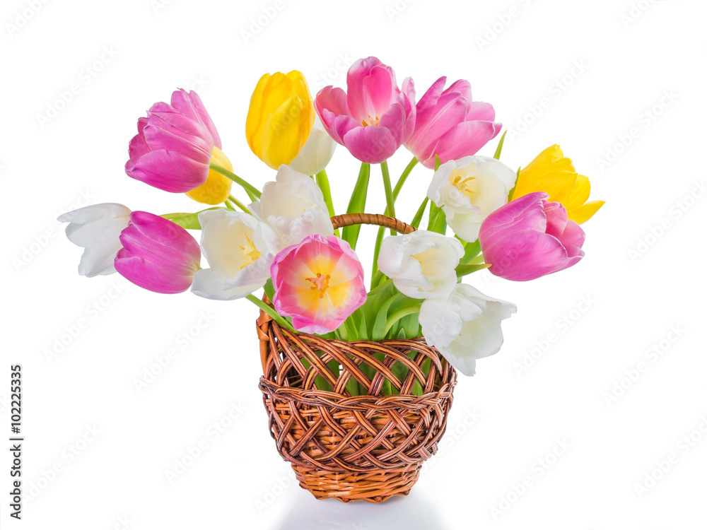 Beautiful tulip flowers in basket isolated on white background