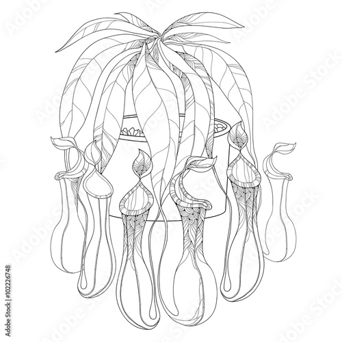 Nepenthes or monkey-cup in the round flowerpot isolated on white background. Illustrated series of carnivorous plants. Tropical pitcher plant in contour style.