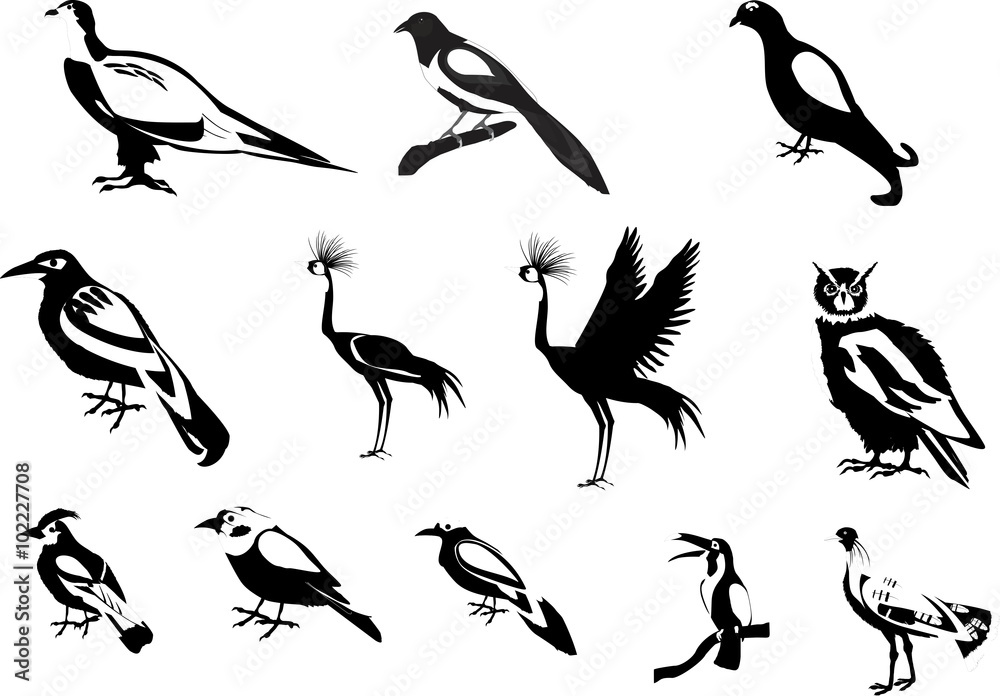 Fototapeta premium Black white colored birds vector set illustration.