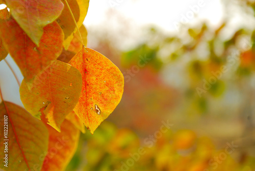 Sapium sebiferum leaves scenery in autumn
 photo