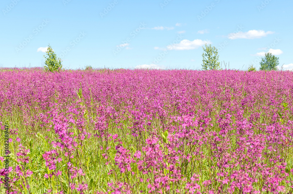 Sunny meadow with blossom carpet of Maiden Pink (Dianthus deltoides) flowers. Kaluzhsky region, Russia.
