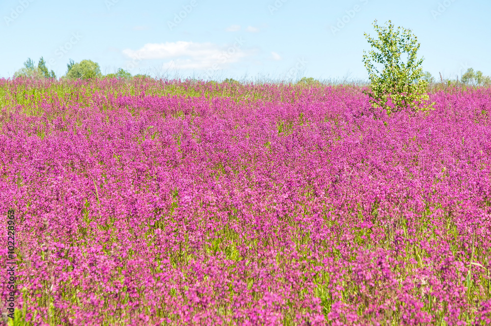 Sunny meadow with blossom carpet of Maiden Pink (Dianthus deltoides) flowers. Kaluzhsky region, Russia.
