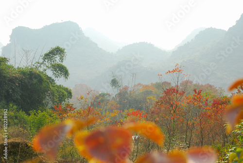 Sapium sebiferum trees scenery in autumn photo