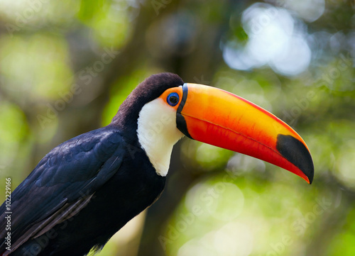 Toucan on the branch © SJ Travel Footage