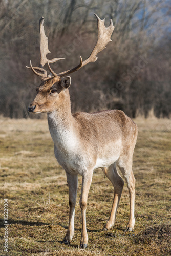 deer dama male in nature, european wildlife animal or mammal in wild
