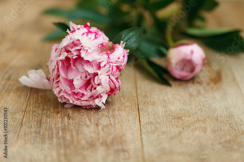 Peony with drops on old wooden table © Milarka