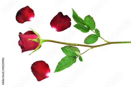 rose isolated on white background