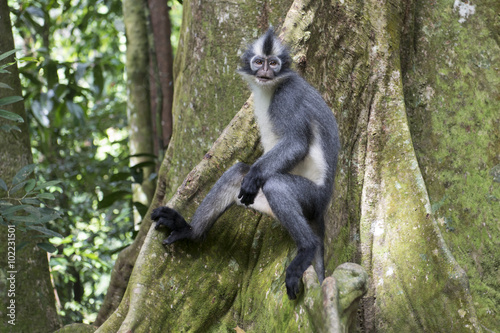 Punky Monkey mirando en la jungla de Sumatra, Indonesia.