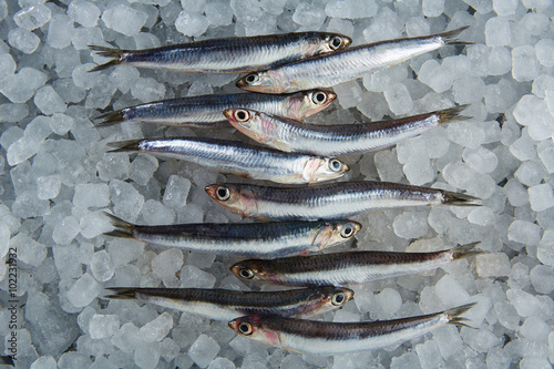 Anchovies fresh fishes on ice © lunamarina