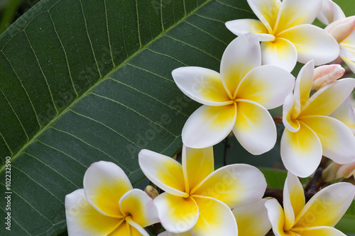 Fototapeta Naklejka Na Ścianę i Meble -  white frangipani tropical flower, plumeria flower blooming