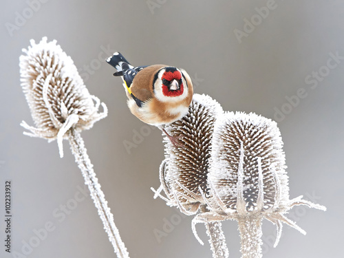 European Goldfinch (Carduelis carduelis) photo