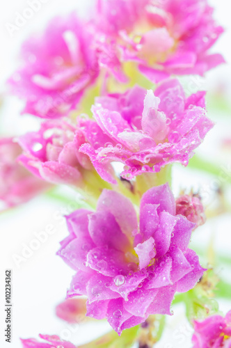 Pink flower © krayout