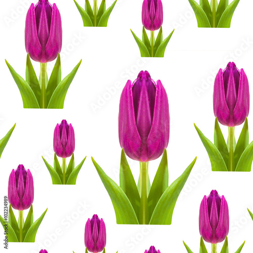 seamless pattern of pink and purple tulips