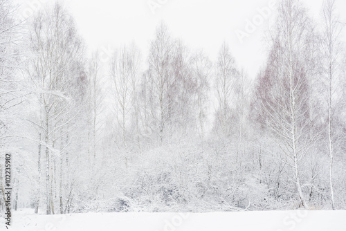forest during winter