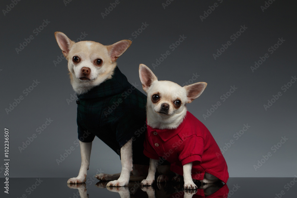 Portrait  Two Chihuahua dogs in stylish clothes. Blue background