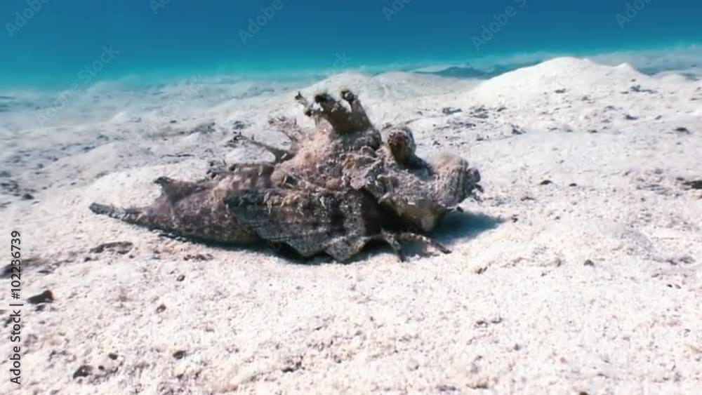 Scorpionfish stonefish scorpaenopsis diaboblus floats over a coral reef in the Red Sea. Underwater sea ocean marine life and its inhabitants, creatures diving, travels in blue tropical coral reef.