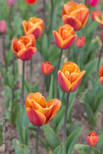 tulips in the spring