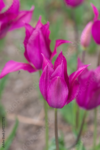 purple tulips in the spring