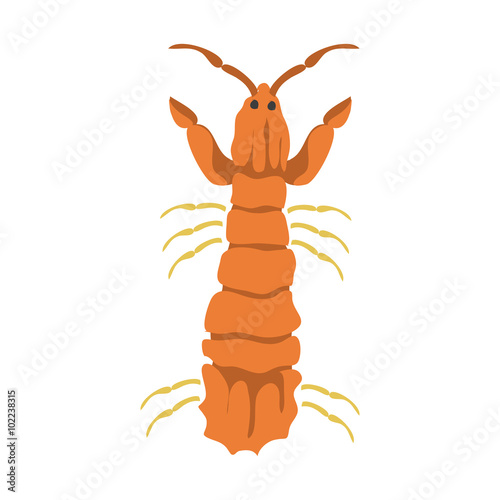 Vector mantis shrimp on a white background