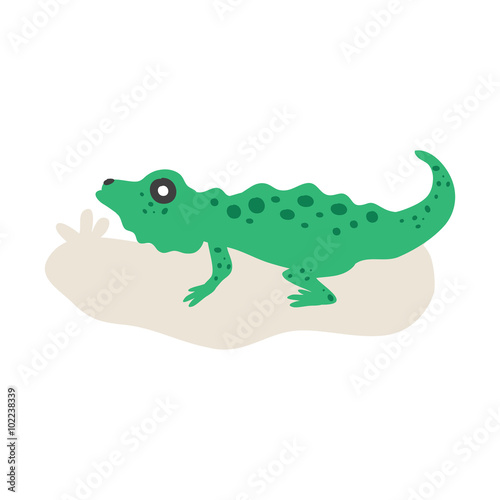 Green Iguana isolated