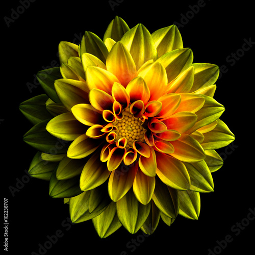 Surreal dark chrome yellow and red flower dahlia macro isolated on black