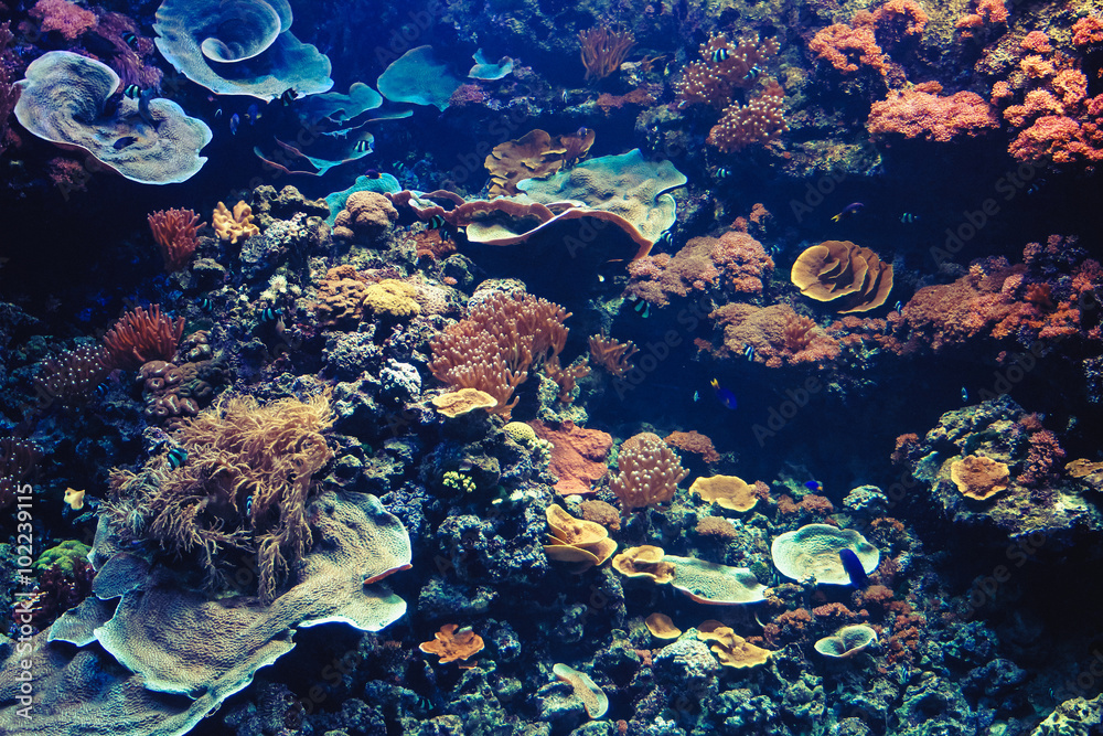 Fototapeta premium Tropical Aquarium with Small Fishes and Corals