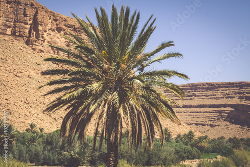 vegetation and water in the oasis of the Morocco