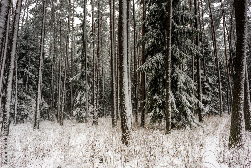 Fototapeta premium forest during winter