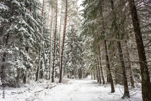 forest during winter
