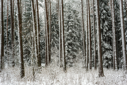 forest during winter