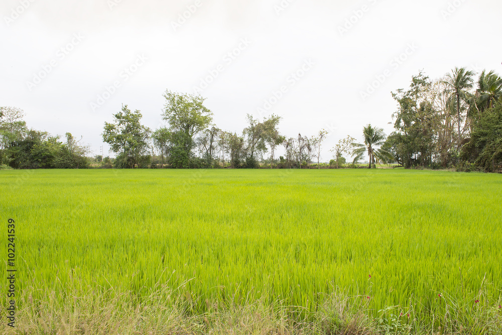 Rice fields Rice fields