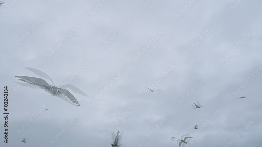 Seagulls attacking a photographer. Flock of gulls against the blue sky Seagulls attacking a photographer. Flock of gulls against the blue sky