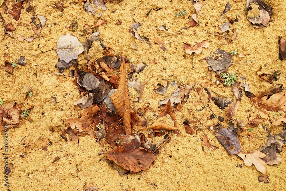 Autumn leaves on wet dirt sandy road. Rotten dark leawes on sand ground, sandbox. Autumn leaves on wet dirt sandy road. Rotten dark leawes on sand ground, sandbox.