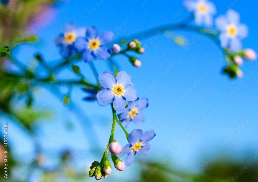 Flowering forget-me flower. Flowering forget-me flower.